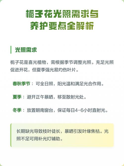 栀子花阳光直射可以吗?全面解析光照需求与养护技巧 不同季节的光照管理方案