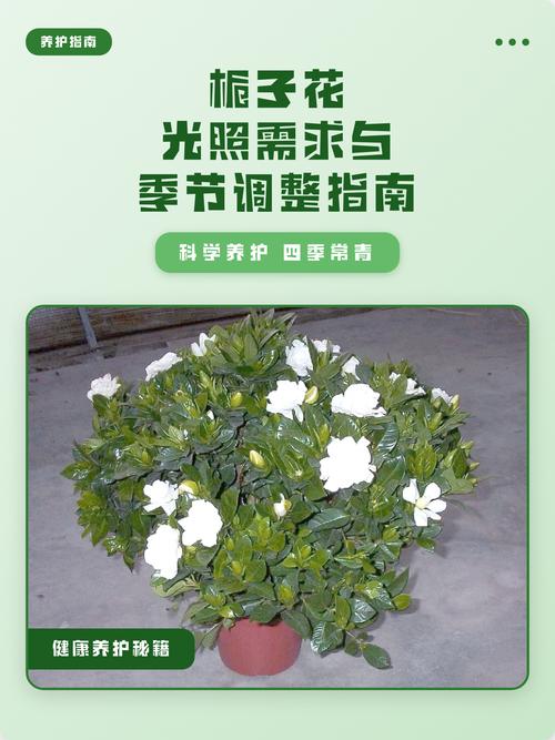 栀子花阳光直射可以吗?全面解析光照需求与养护技巧 判断光照是否合适的信号