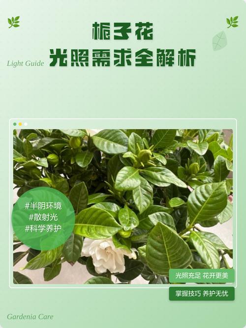 栀子花阳光直射可以吗?全面解析光照需求与养护技巧 结语