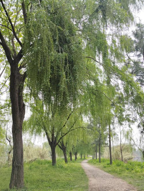 垂柳树长什么样子 - 形态特征与识别要点全解析 垂柳树长什么样子 - 形态特征与识别要点全解析