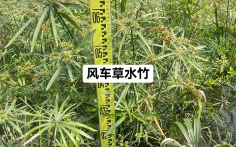 风车草是水生植物吗？——挺水习性、种植参数与全周期养护指南