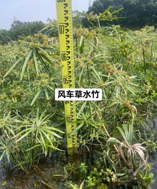 风车草是水生植物吗？——挺水习性、种植参数与全周期养护指南
