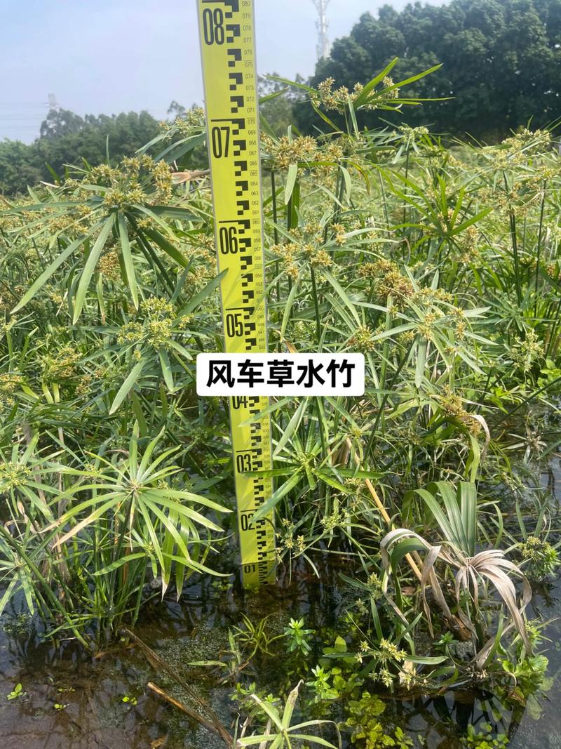 风车草是水生植物吗?——挺水习性、种植参数与全周期养护指南 判断风车草水生属性的核心依据