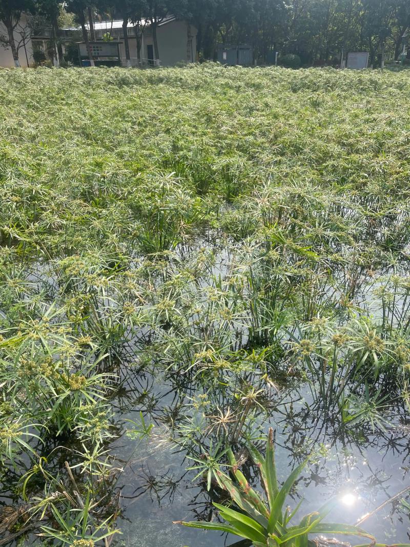风车草是水生植物吗?——挺水习性、种植参数与全周期养护指南 水深与基质:适配池塘与湿地的具体参数