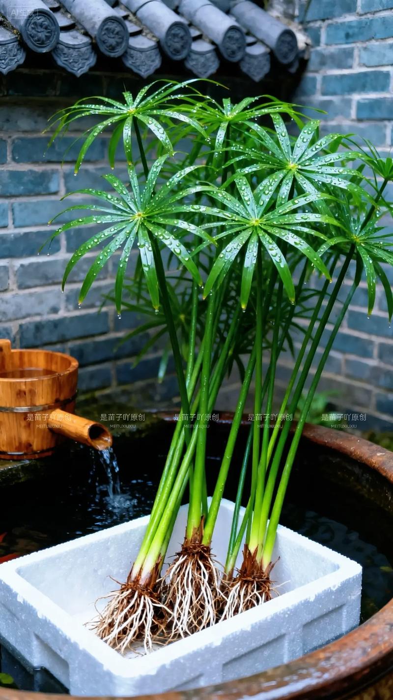 风车草是水生植物吗?——挺水习性、种植参数与全周期养护指南 水质净化效率与机理