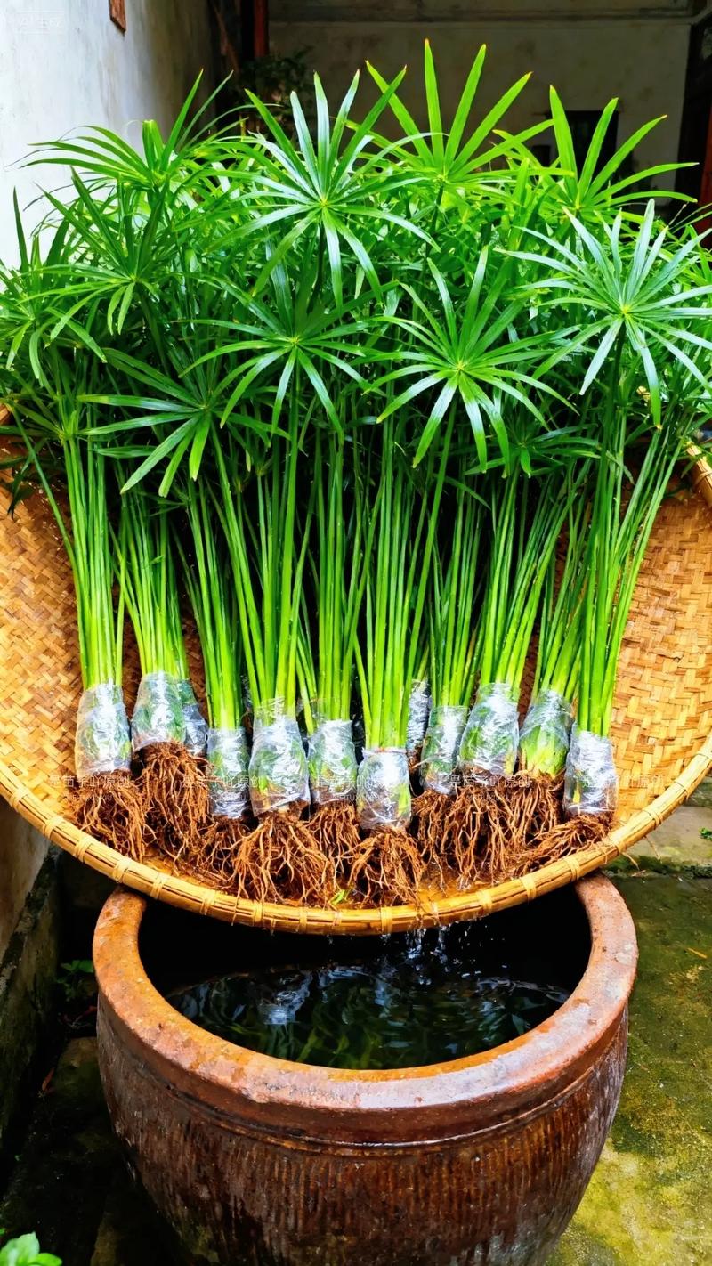 风车草是水生植物吗?——挺水习性、种植参数与全周期养护指南 越冬管理方案