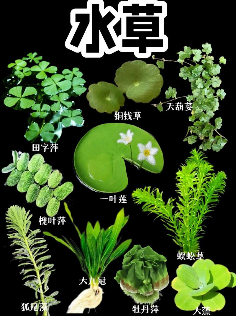 风车草是水生植物吗?——挺水习性、种植参数与全周期养护指南 扩繁控制方法