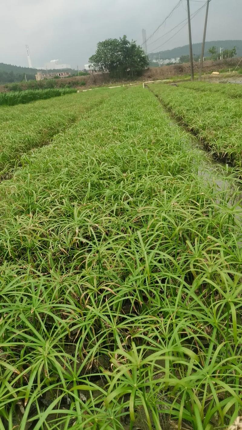 风车草是水生植物吗?——挺水习性、种植参数与全周期养护指南 景观配置推荐