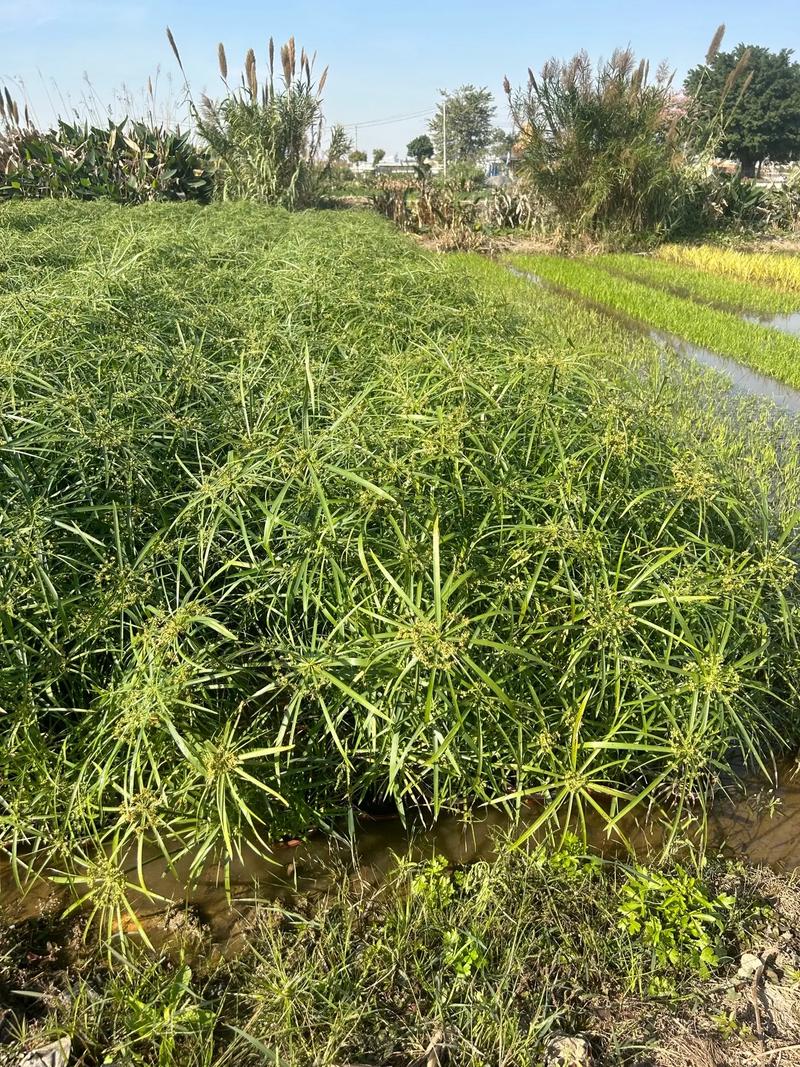 风车草是水生植物吗?——挺水习性、种植参数与全周期养护指南 FAQ