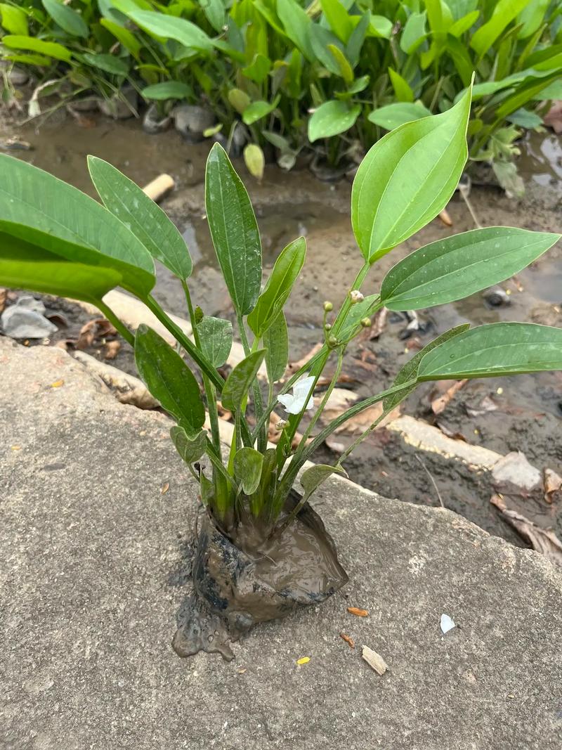风车草是水生植物吗?——挺水习性、种植参数与全周期养护指南 总结