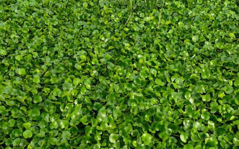 常见水生植物有哪些？挺水、浮水、沉水植物分类与种植指南