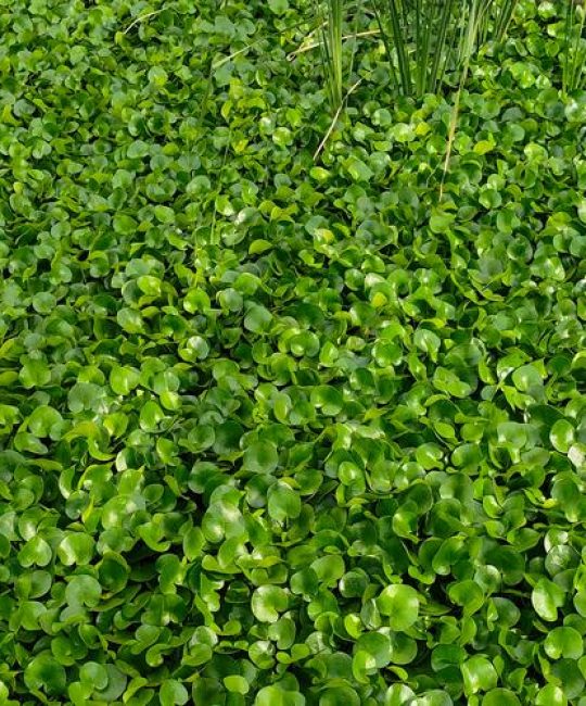 常见水生植物有哪些？挺水、浮水、沉水植物分类与种植指南