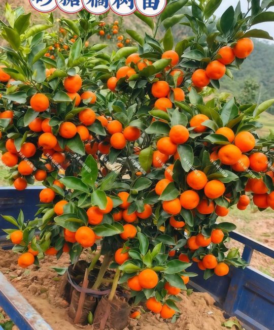 柑橘一亩种植多少棵？株距行距与栽植密度速查指南