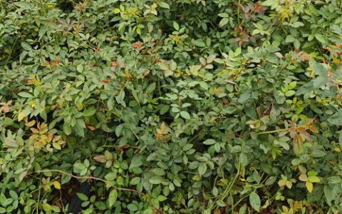 蔷薇能种在室内吗？科学解读与种植操作指南