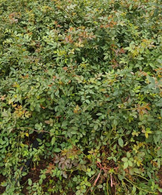 蔷薇能种在室内吗？科学解读与种植操作指南