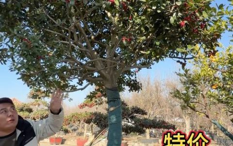 四季常青果树优选指南：六种全年不落叶的果树品种与地域化种植方案