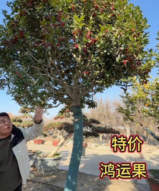 四季常青果树优选指南：六种全年不落叶的果树品种与地域化种植方案