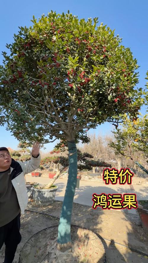 四季常青果树优选指南:六种全年不落叶的果树品种与地域化种植方案 四季常青果树优选指南:六种全年不落叶的果树品种与地域化种植方案
