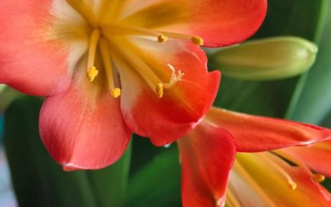 君子兰养几年开花？促花技巧与不开花原因全解析