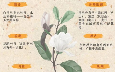 玉兰树不长叶子怎么回事？六大原因诊断与春季促叶复壮方案