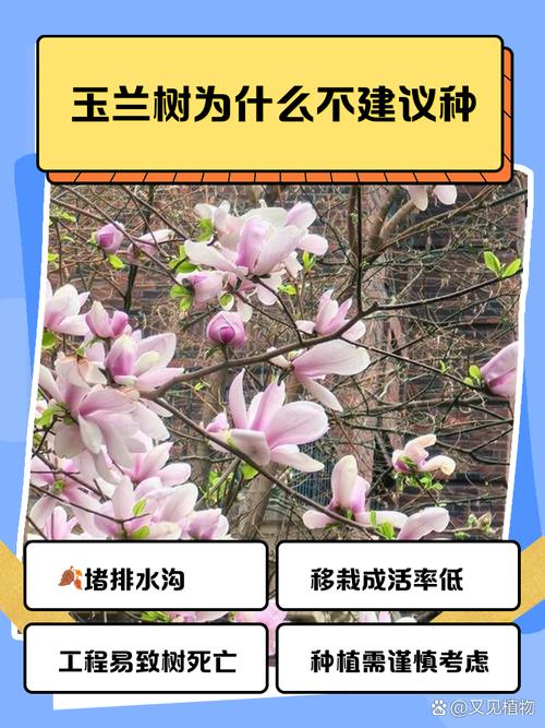 玉兰树不长叶子怎么回事?六大原因诊断与春季促叶复壮方案 二、根系与土壤检查:头号诱因判定