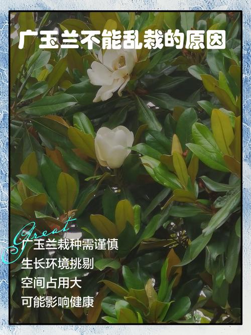 玉兰树不长叶子怎么回事?六大原因诊断与春季促叶复壮方案 五、修剪与复壮操作标准