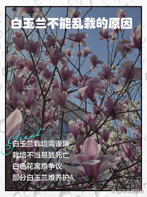 玉兰树不长叶子怎么回事?六大原因诊断与春季促叶复壮方案 三、倒春寒与冻害的延迟效应