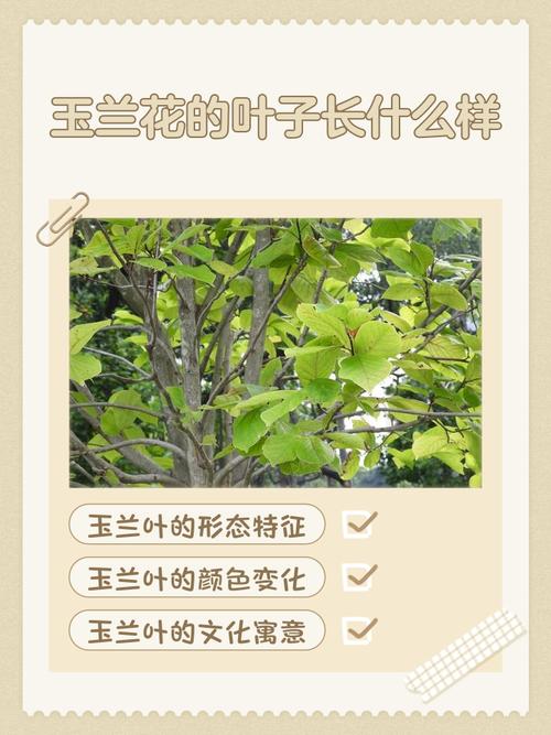玉兰树不长叶子怎么回事?六大原因诊断与春季促叶复壮方案 常见问题(FAQ)