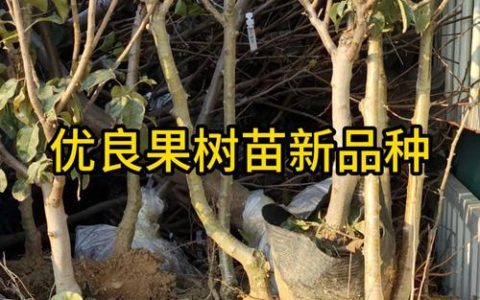农科院有果树苗卖吗？最权威的果树苗采购与种植指南（2026年版）