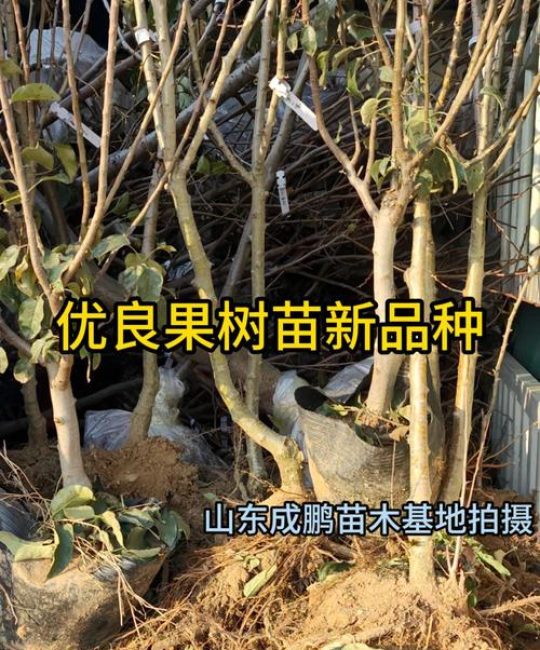 农科院有果树苗卖吗？最权威的果树苗采购与种植指南（2026年版）