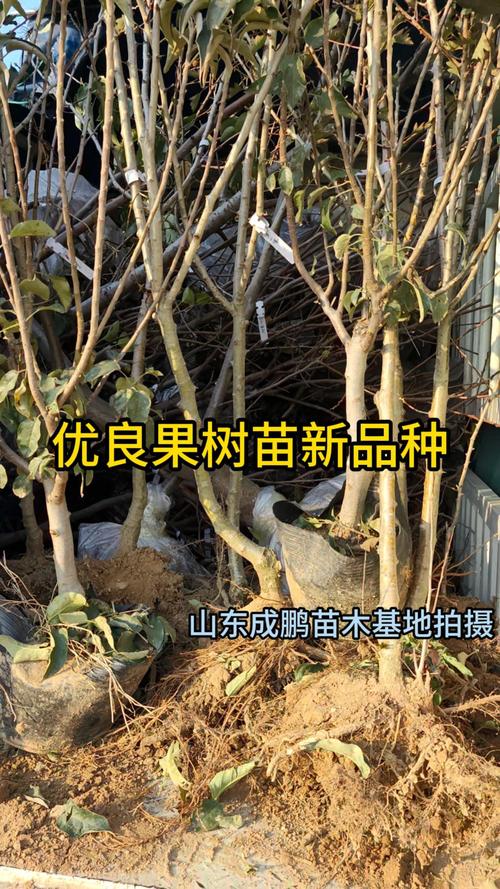 农科院有果树苗卖吗?最权威的果树苗采购与种植指南(2026年版) 农科院有果树苗卖吗?最权威的果树苗采购与种植指南(2026年版)
