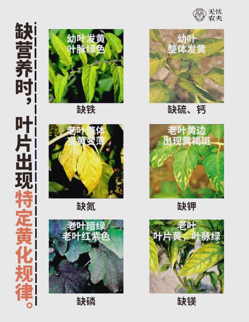 植物掉叶子怎么办?专家教你四步排查,精准解决落叶问题 处理办法(按原因针对性执行)