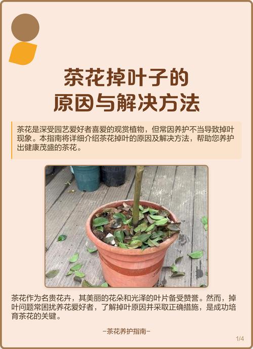 植物掉叶子怎么办?专家教你四步排查,精准解决落叶问题 分步排查清单(按顺序执行)