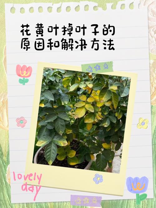 植物掉叶子怎么办?专家教你四步排查,精准解决落叶问题 预防建议