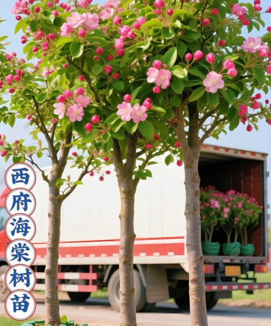 海棠树适合种在庭院的什么位置？科学选位与养护全指南