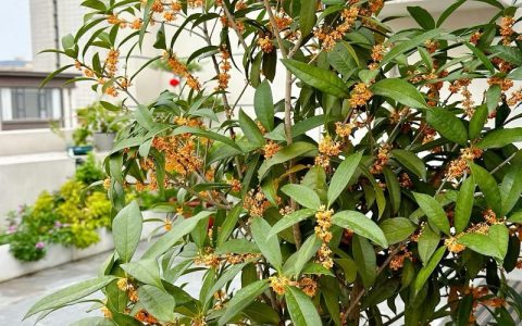 家有桂花树：庭院飘香的养护秘诀与生活妙用