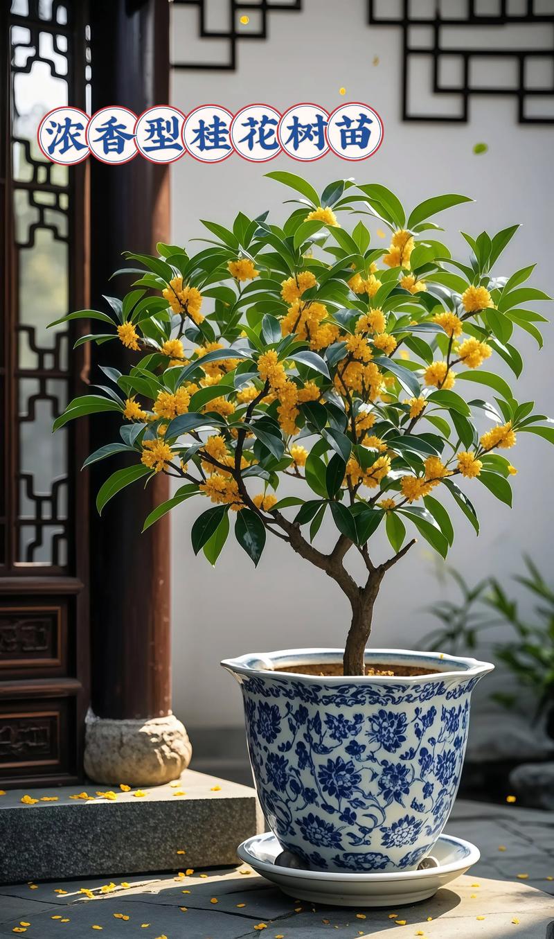 家有桂花树:庭院飘香的养护秘诀与生活妙用 园丁心语