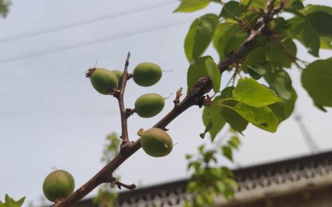 院子有杏树一棵好不好？科学评估与种植指南