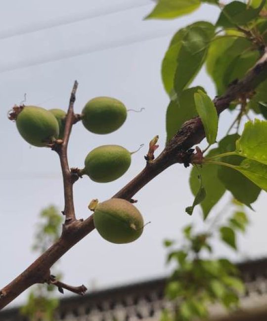 院子有杏树一棵好不好？科学评估与种植指南