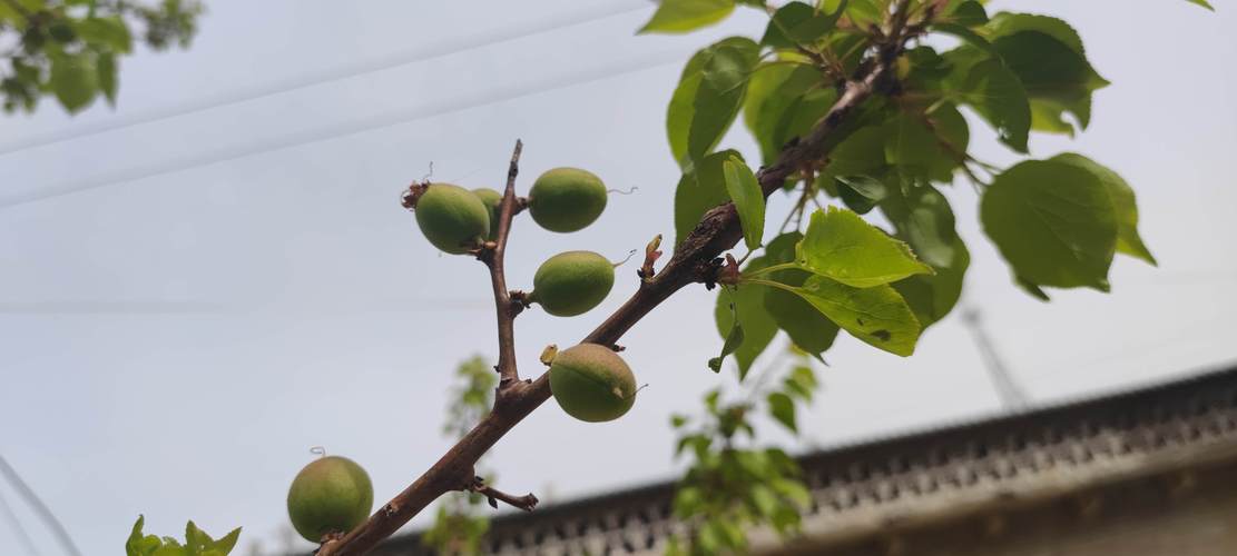 院子有杏树一棵好不好?科学评估与种植指南 院子有杏树一棵好不好?科学评估与种植指南