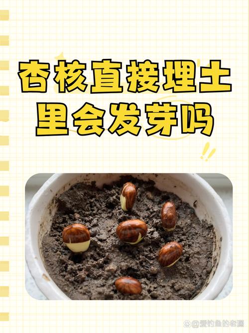 杏核能种出来吗?教你从一颗杏核到成活杏树的完整种植指南 二、土壤环境:用什么土?