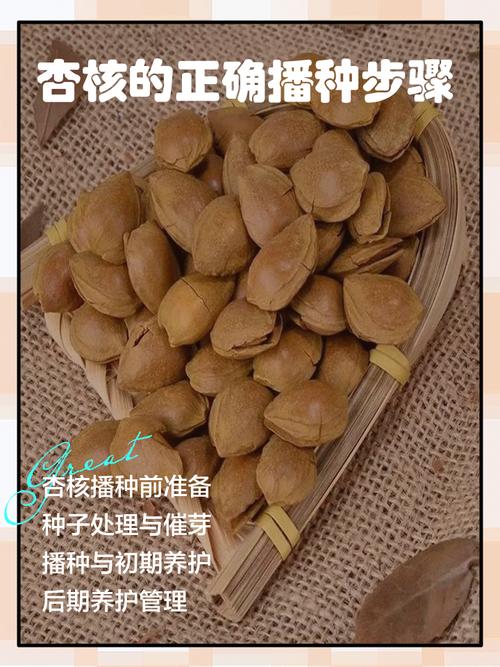 杏核能种出来吗?教你从一颗杏核到成活杏树的完整种植指南 三、栽前处理:杏核怎么处理?