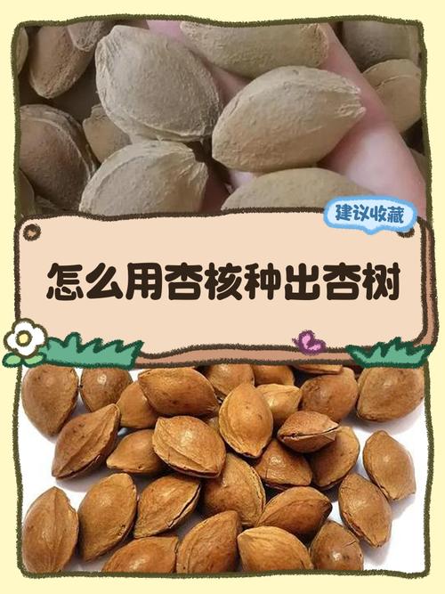 杏核能种出来吗?教你从一颗杏核到成活杏树的完整种植指南 六、缓苗管理:出苗前后怎么管?