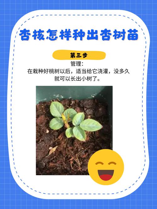 杏核能种出来吗?教你从一颗杏核到成活杏树的完整种植指南 总结