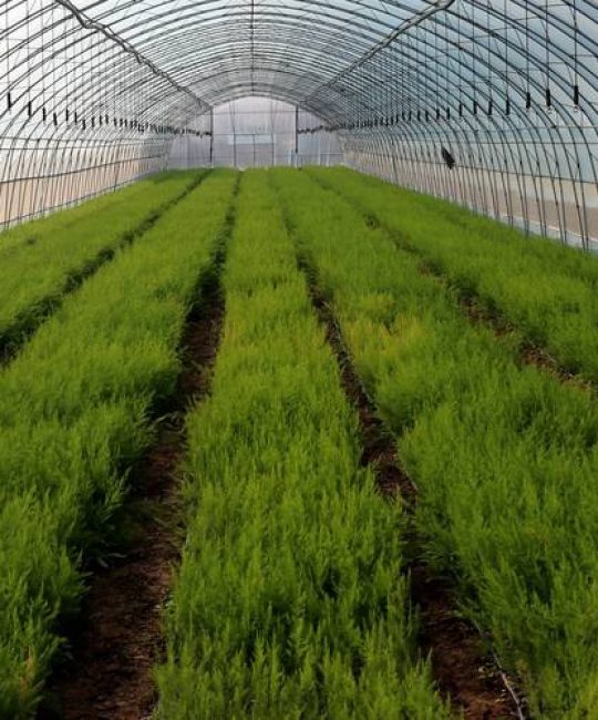 芦笋高产栽培全攻略：从选种到定植的7个关键步骤
