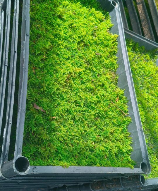 苔藓植物有没有输导组织？揭开这个园艺谜题