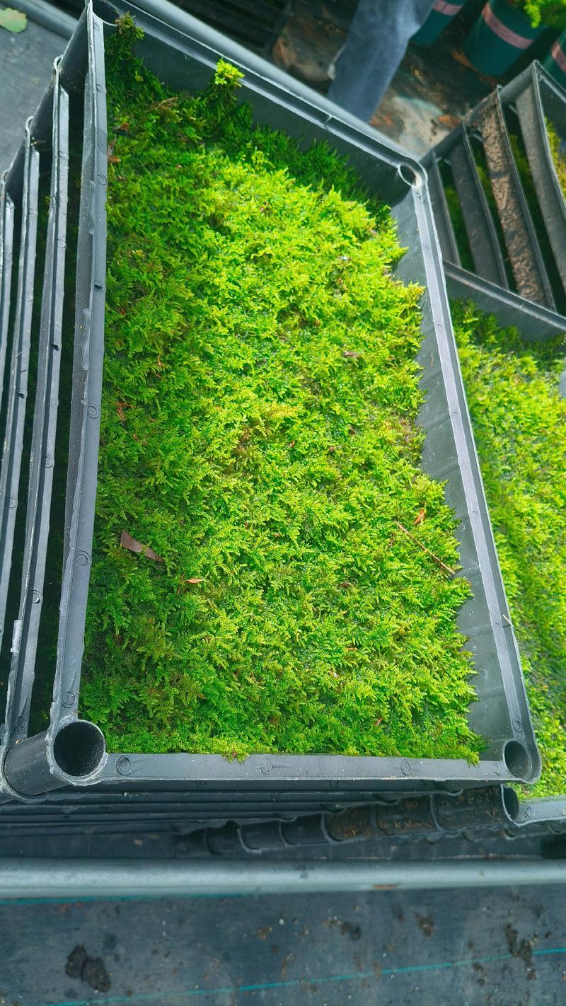 苔藓植物有没有输导组织?揭开这个园艺谜题 什么是输导组织?