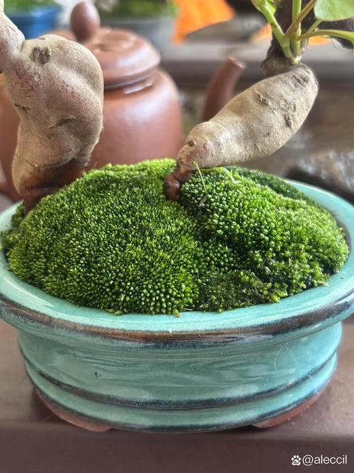 苔藓植物有没有输导组织?揭开这个园艺谜题 苔藓的生存智慧:输导组织的“缺失”反而成了优势