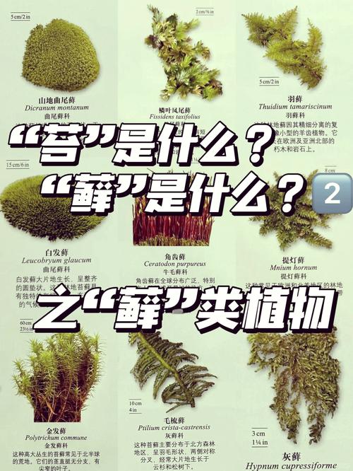 苔藓植物有没有输导组织?揭开这个园艺谜题 养护误区:别把苔藓当普通植物