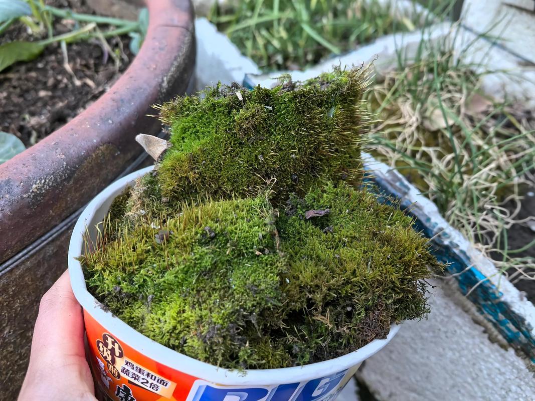 苔藓植物有没有输导组织?揭开这个园艺谜题 园艺应用:如何利用苔藓的“无输导”特性?